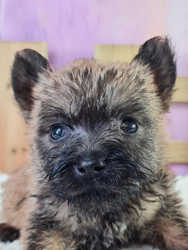 Les Cairn Terrier de l'affixe Sarl La Ferme Des Hallais