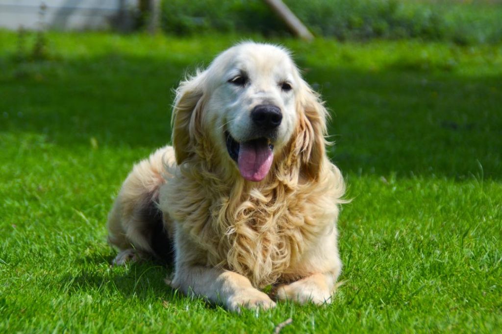 Les Golden Retriever de l'affixe Sarl La Ferme Des Hallais