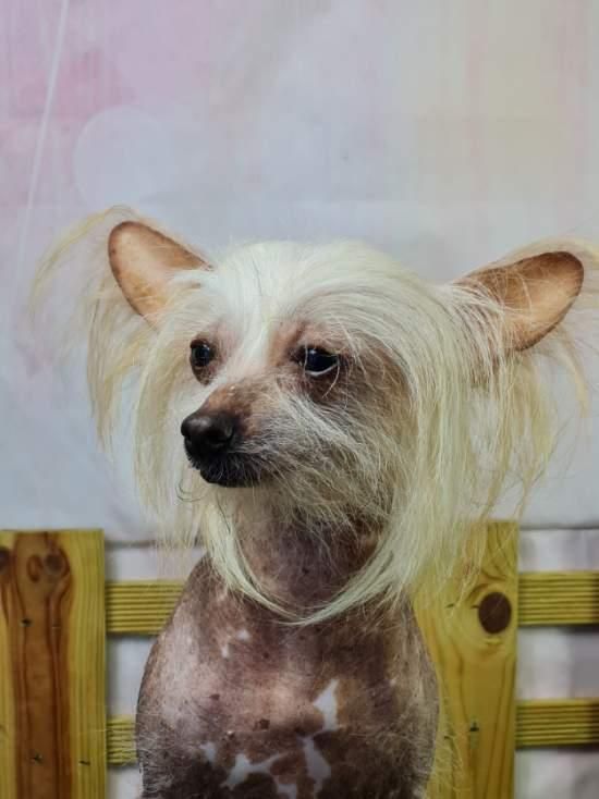 Les Chien chinois à crête de l'affixe Sarl La Ferme Des Hallais