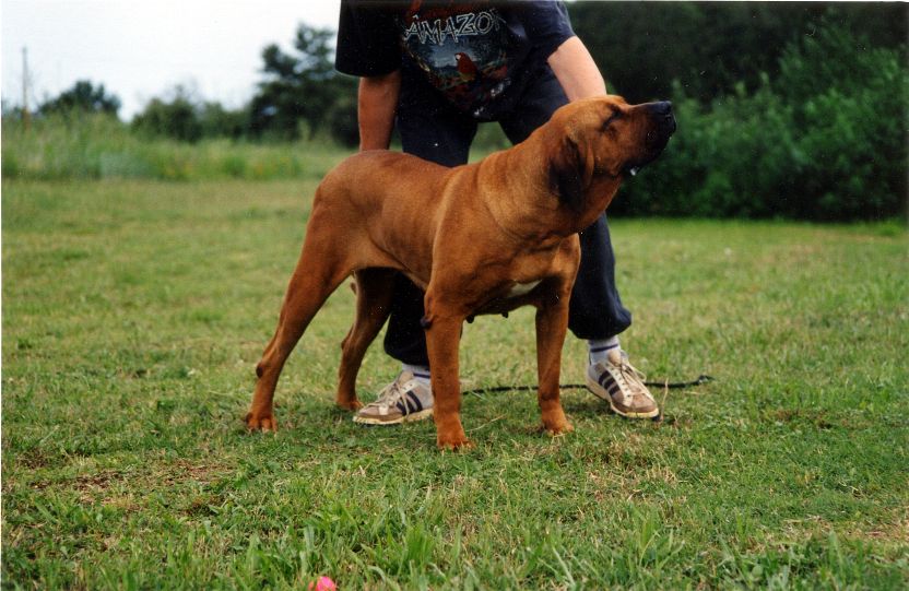 Les Fila Brasileiro de l'affixe Sarl La Ferme Des Hallais