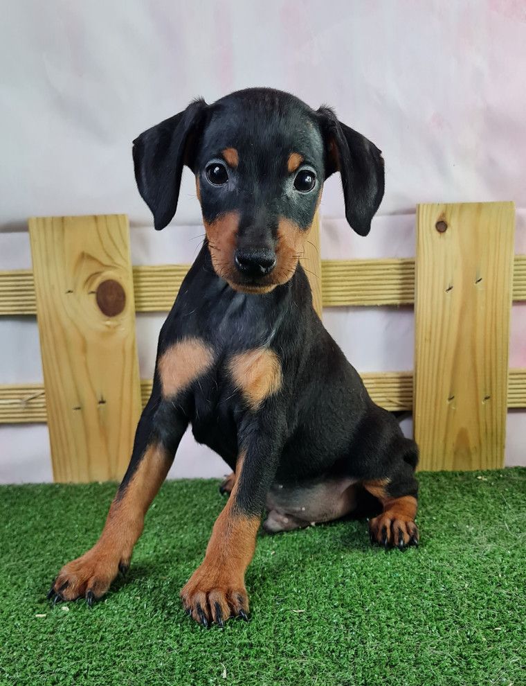 Sarl La Ferme Des Hallais - Chiot disponible  - Pinscher nain