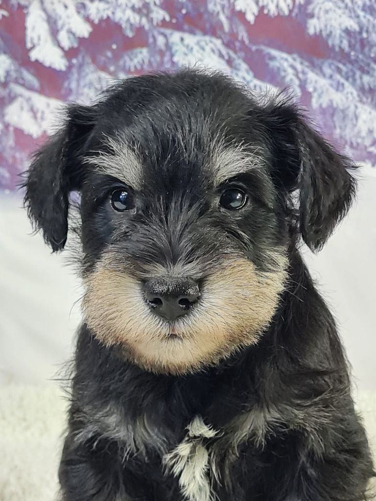 Sarl La Ferme Des Hallais - Chiot disponible  - Schnauzer miniature