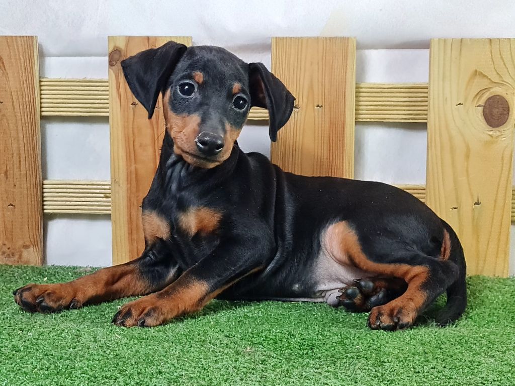 Sarl La Ferme Des Hallais - Chiot disponible  - Pinscher nain