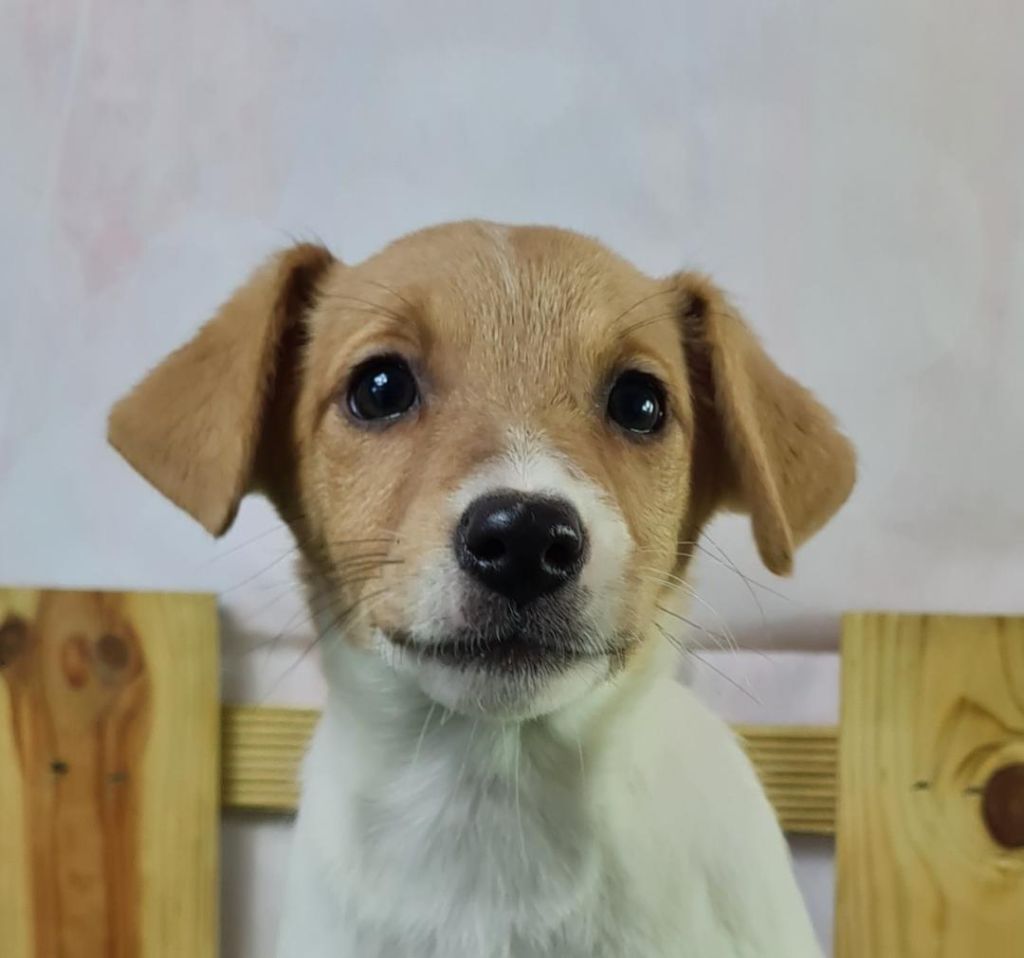 Sarl La Ferme Des Hallais - Chiot disponible  - Jack Russell Terrier