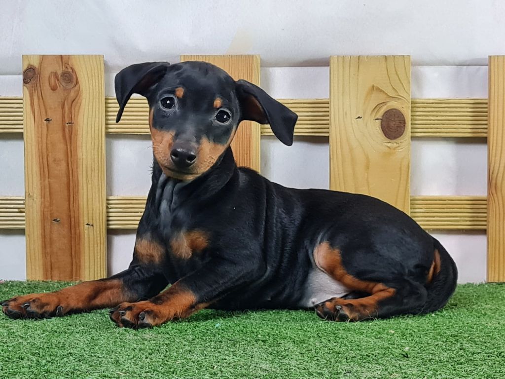 Sarl La Ferme Des Hallais - Chiot disponible  - Pinscher nain