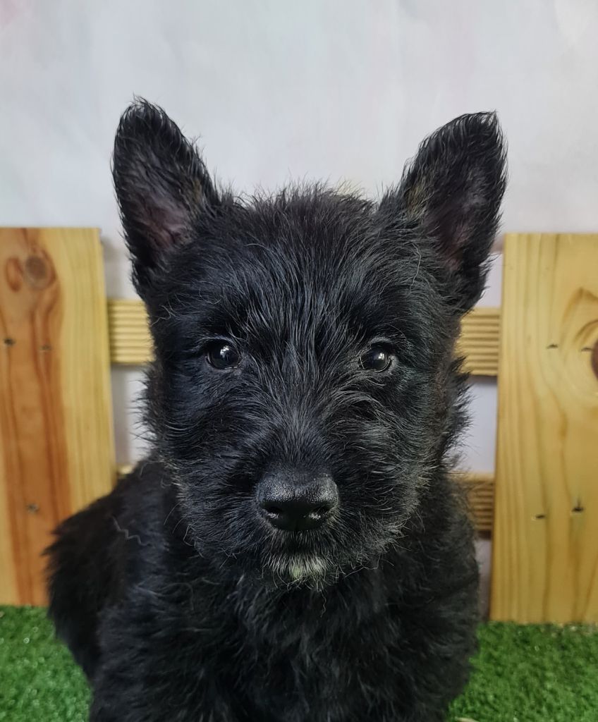 Sarl La Ferme Des Hallais - Chiot disponible  - Scottish Terrier