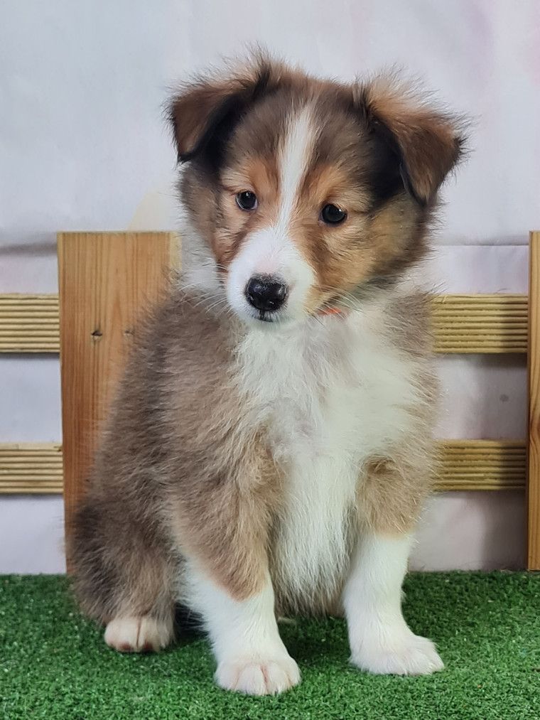 Sarl La Ferme Des Hallais - Chiot disponible  - Shetland Sheepdog