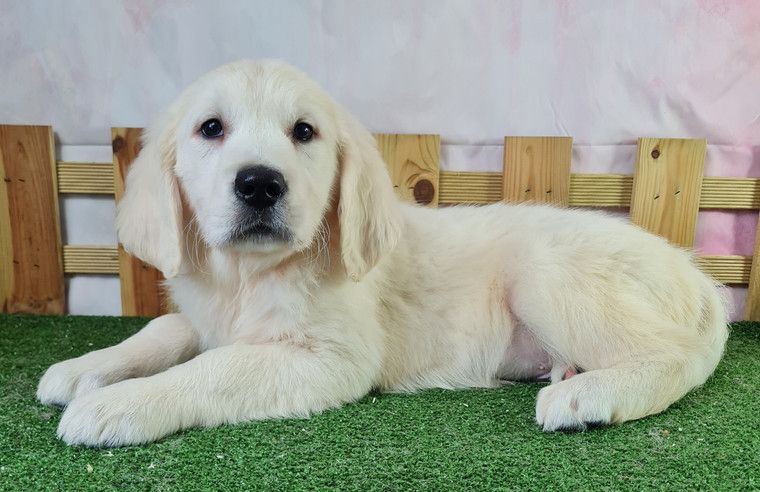 Sarl La Ferme Des Hallais - Chiot disponible  - Golden Retriever