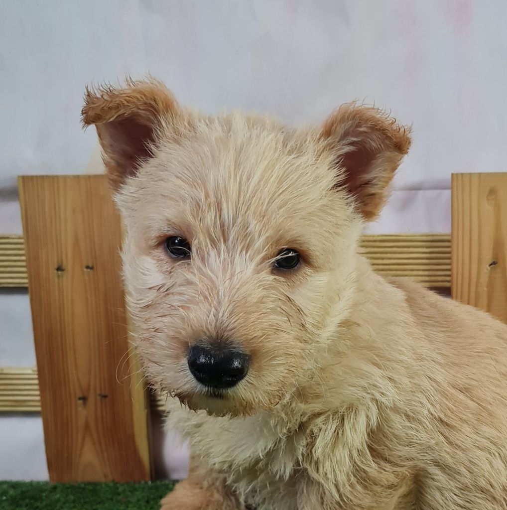 Sarl La Ferme Des Hallais - Chiot disponible  - Scottish Terrier