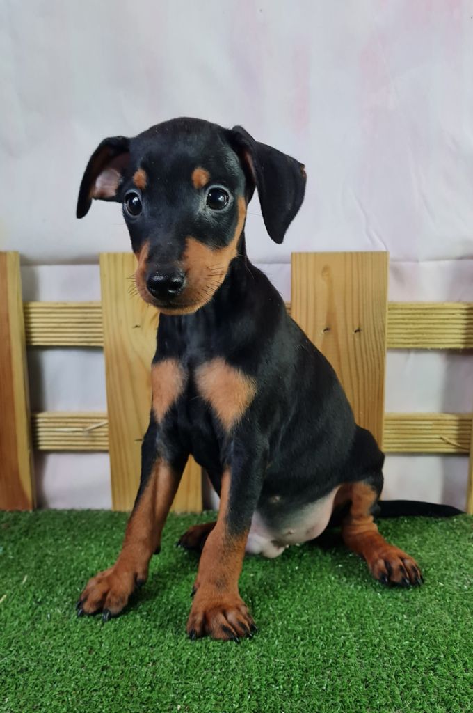 Sarl La Ferme Des Hallais - Chiot disponible  - Pinscher nain