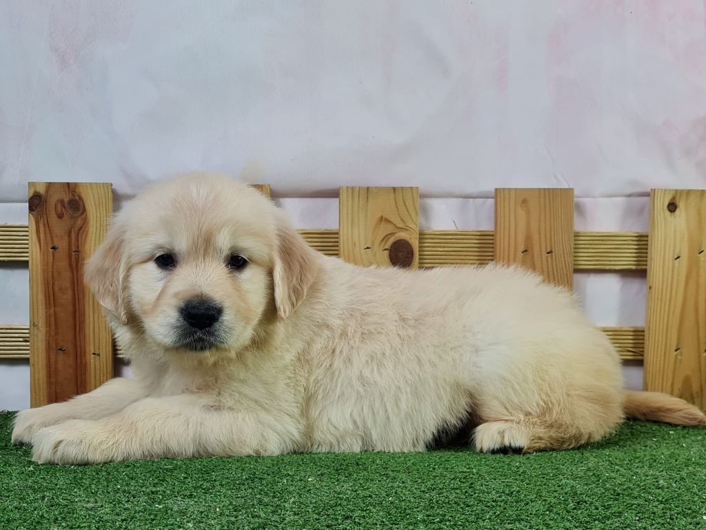 Sarl La Ferme Des Hallais - Chiot disponible  - Golden Retriever