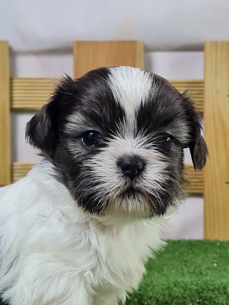 Sarl La Ferme Des Hallais - Chiot disponible  - Shih Tzu