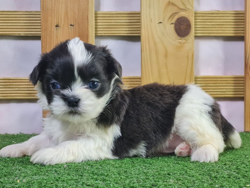 Sarl La Ferme Des Hallais - Chiot disponible  - Shih Tzu