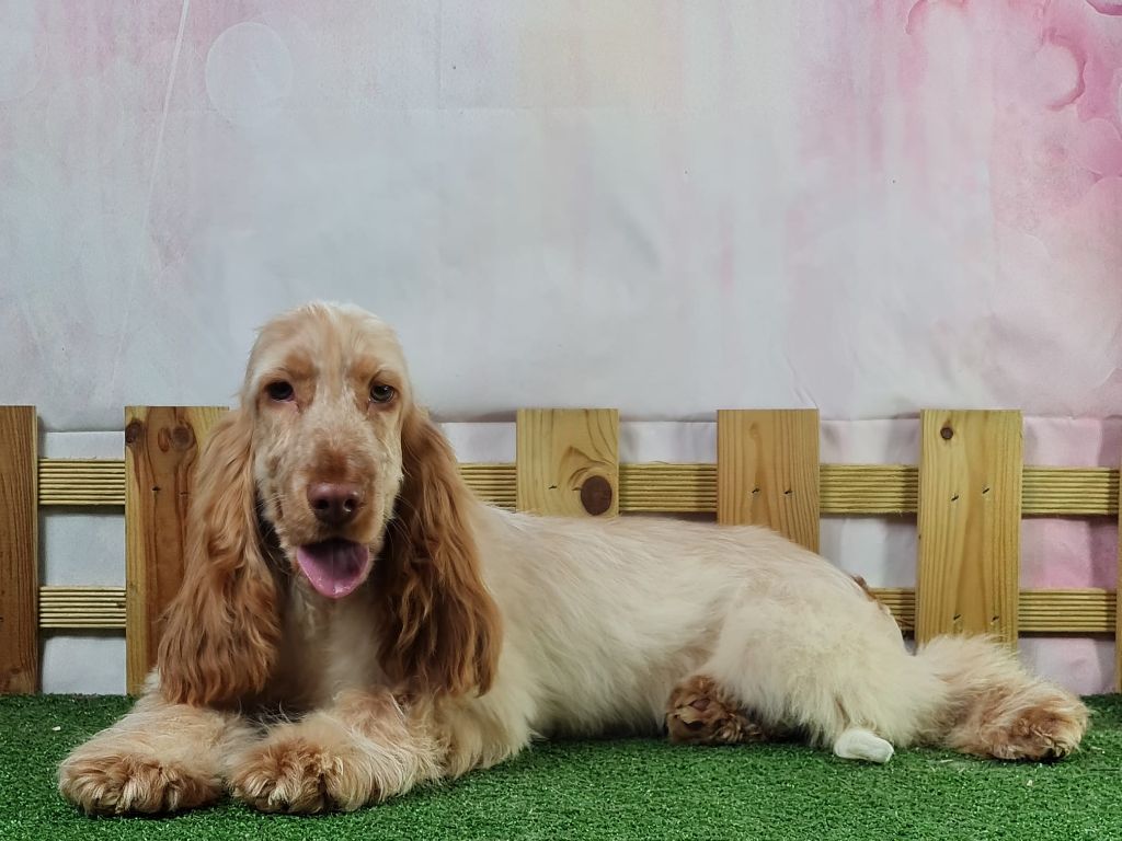 Sarl La Ferme Des Hallais - Chiot disponible  - Cocker Spaniel Anglais