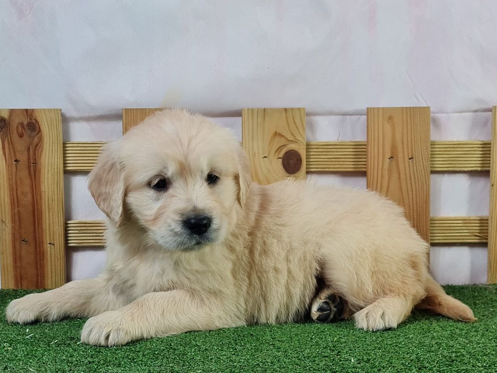 Sarl La Ferme Des Hallais - Chiot disponible  - Golden Retriever