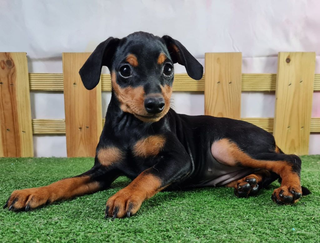 Sarl La Ferme Des Hallais - Chiot disponible  - Pinscher nain