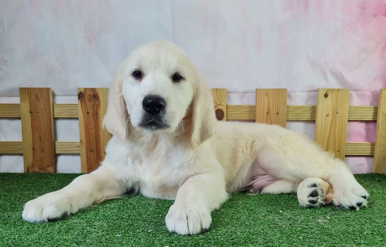 Sarl La Ferme Des Hallais - Chiot disponible  - Golden Retriever