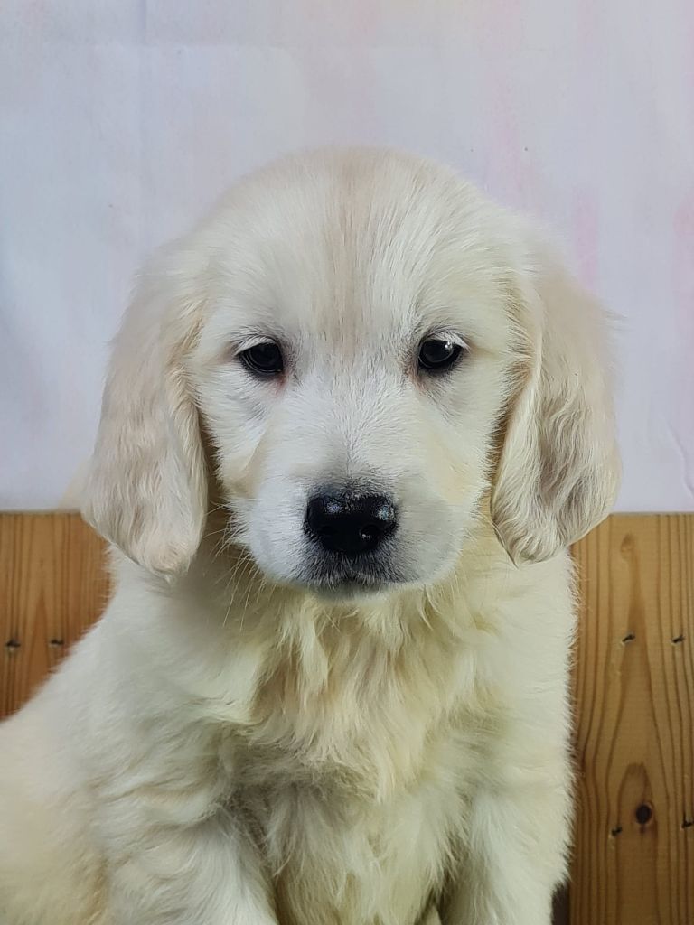 Sarl La Ferme Des Hallais - Chiot disponible  - Golden Retriever