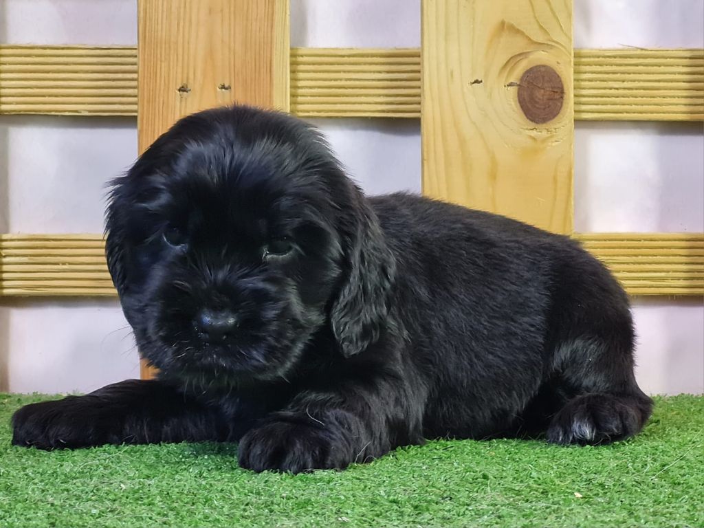 Sarl La Ferme Des Hallais - Chiot disponible  - Cocker Spaniel Anglais