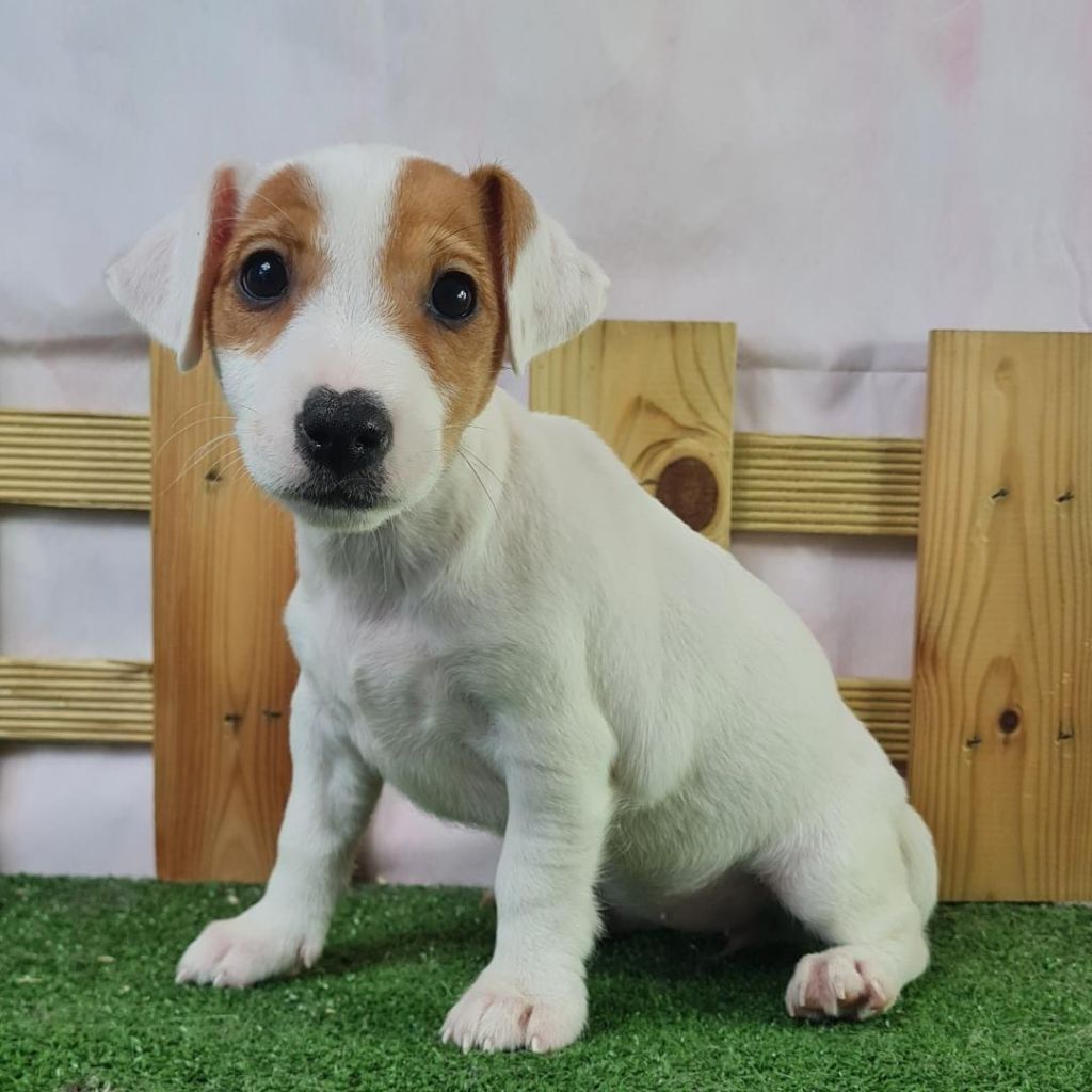 Sarl La Ferme Des Hallais - Chiot disponible  - Jack Russell Terrier