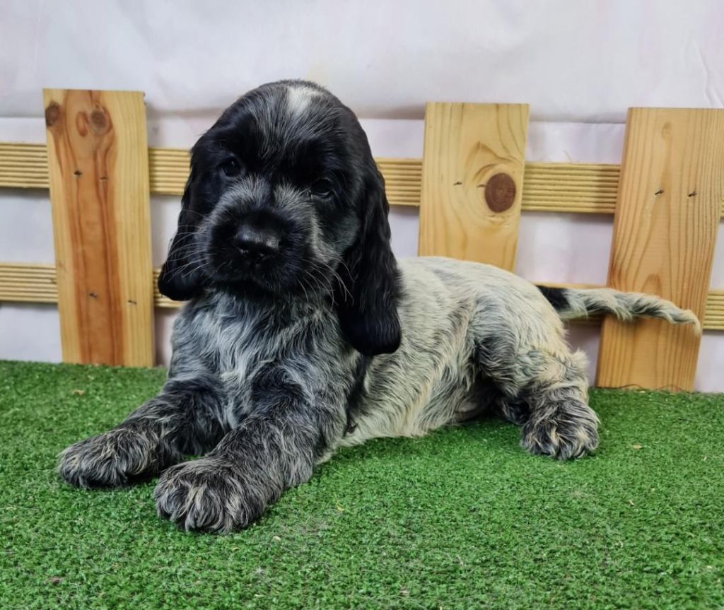 Sarl La Ferme Des Hallais - Chiot disponible  - Cocker Spaniel Anglais