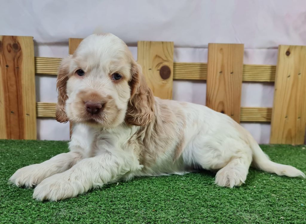 Sarl La Ferme Des Hallais - Chiot disponible  - Cocker Spaniel Anglais