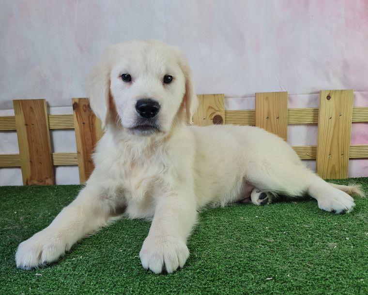 Sarl La Ferme Des Hallais - Chiot disponible  - Golden Retriever