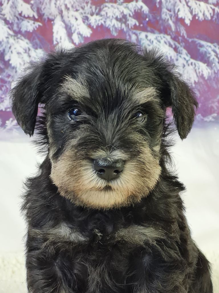 Sarl La Ferme Des Hallais - Chiot disponible  - Schnauzer miniature