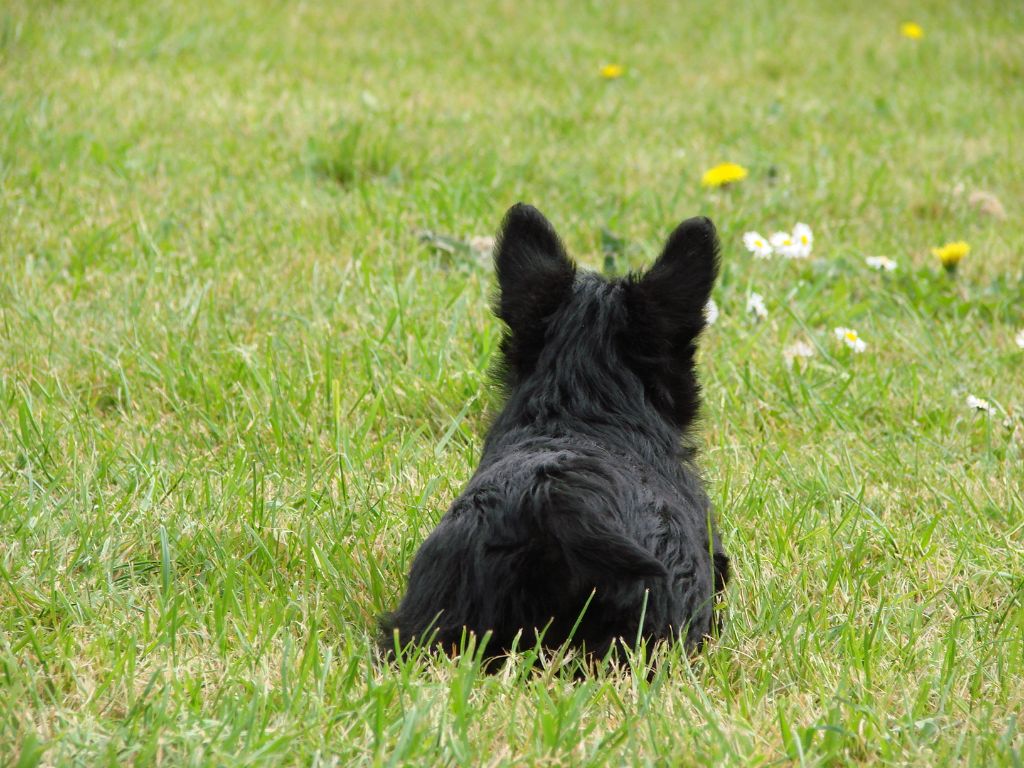 Sarl La Ferme Des Hallais - Scottish Terrier - Portée née le 08/02/2020