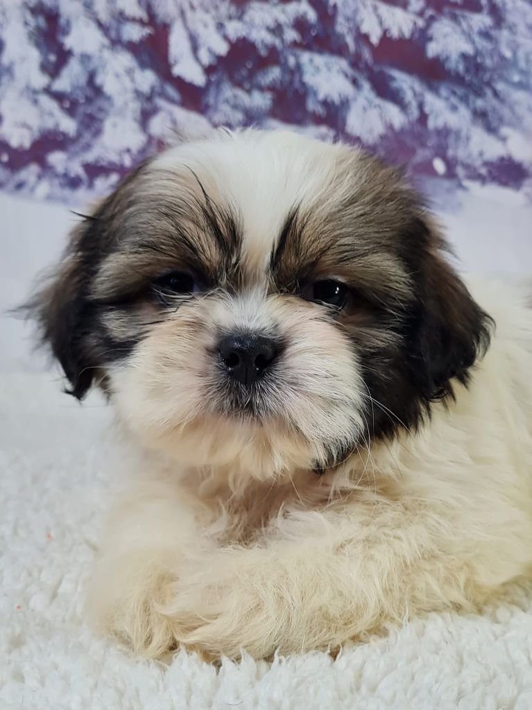 Sarl La Ferme Des Hallais - Chiot disponible  - Shih Tzu