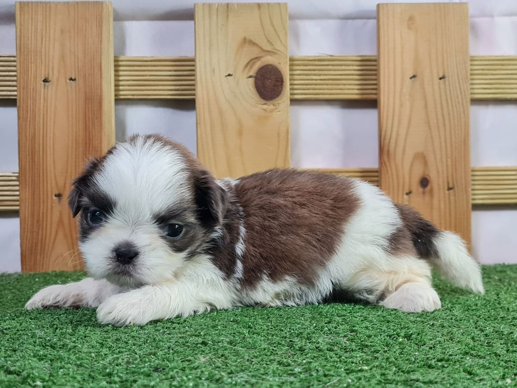 Sarl La Ferme Des Hallais - Chiot disponible  - Shih Tzu