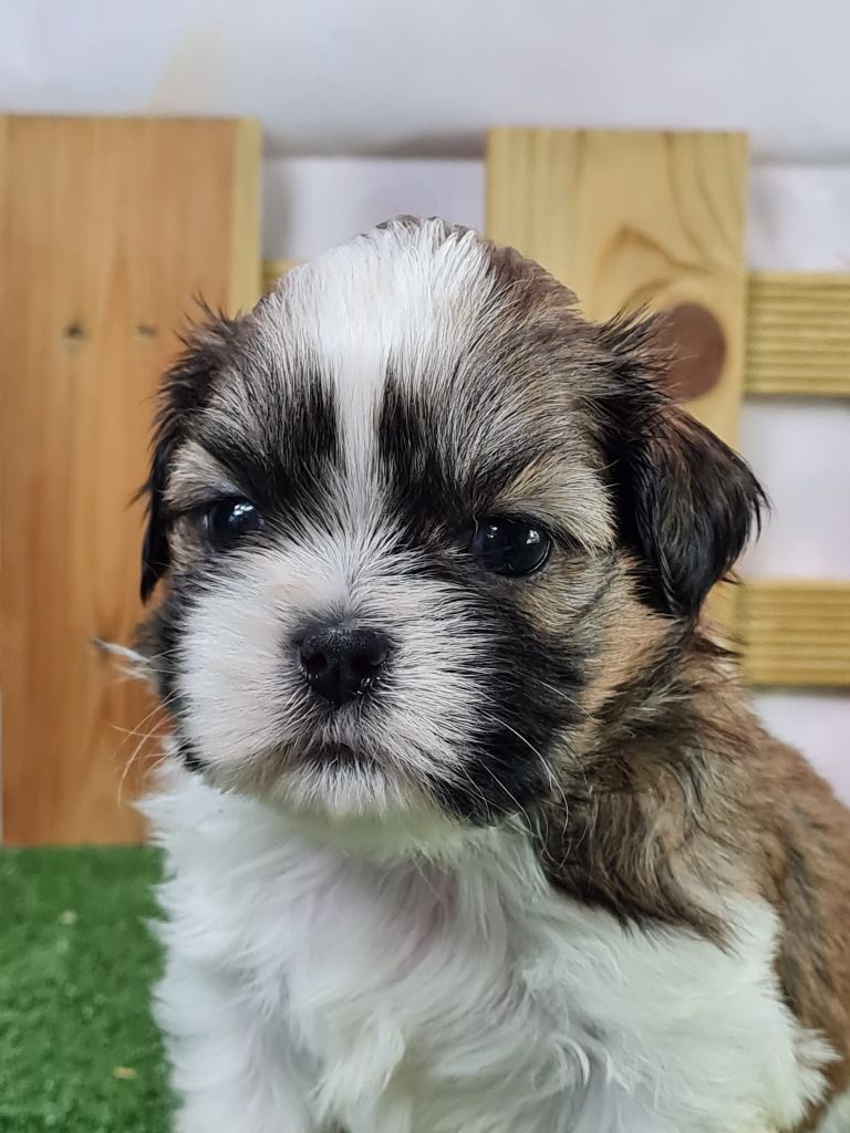 Sarl La Ferme Des Hallais - Chiot disponible  - Shih Tzu