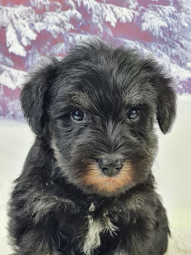 Sarl La Ferme Des Hallais - Chiot disponible  - Schnauzer miniature