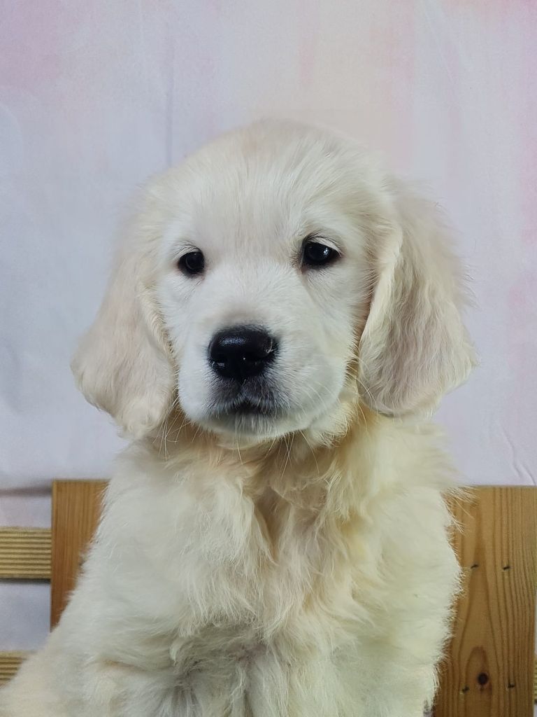 Sarl La Ferme Des Hallais - Chiot disponible  - Golden Retriever