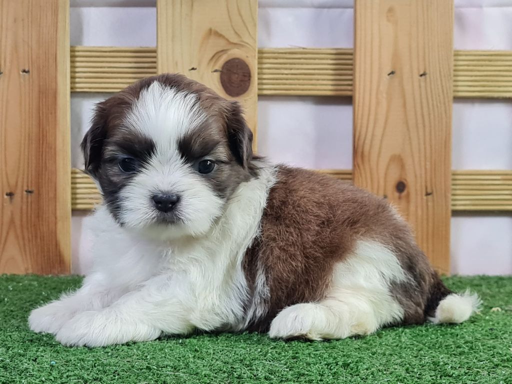 Sarl La Ferme Des Hallais - Chiot disponible  - Shih Tzu