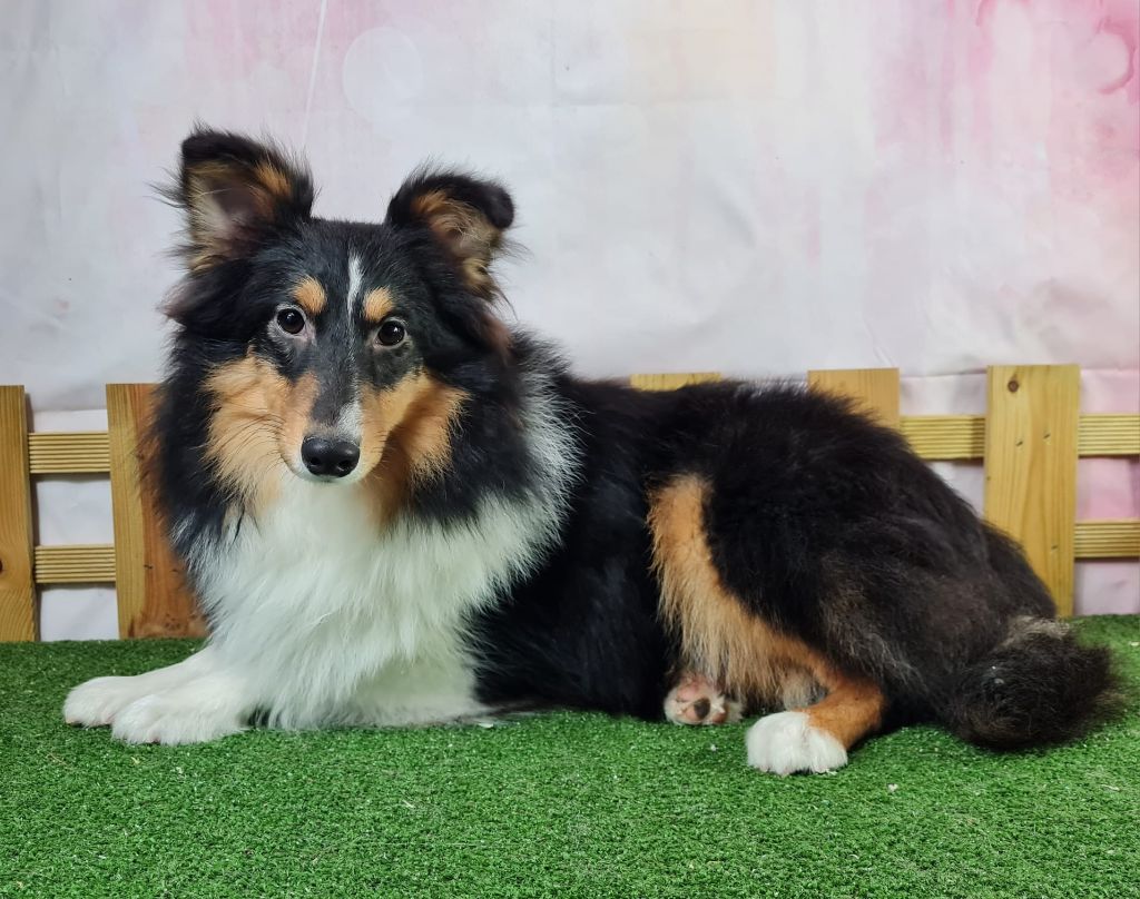 Sarl La Ferme Des Hallais - Chiot disponible  - Shetland Sheepdog