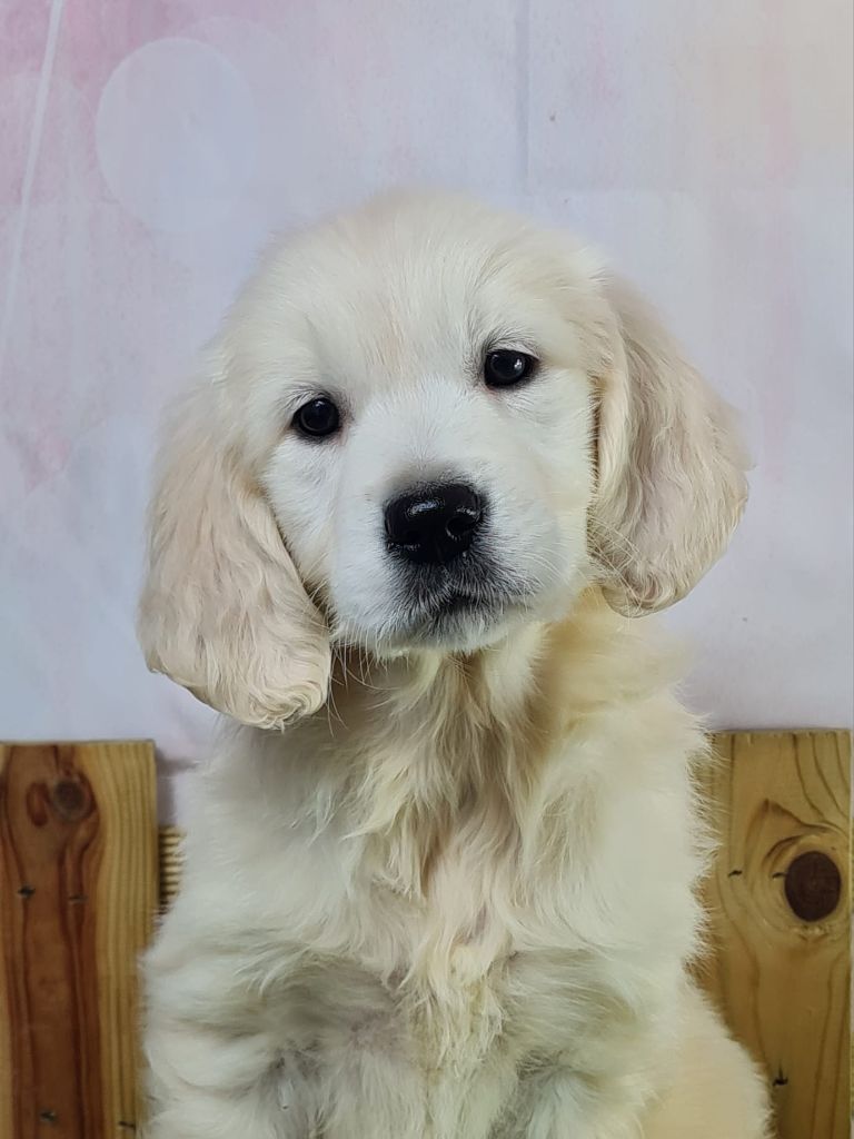 Sarl La Ferme Des Hallais - Chiot disponible  - Golden Retriever