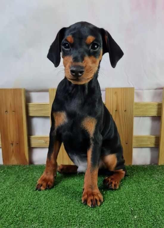 Sarl La Ferme Des Hallais - Chiot disponible  - Pinscher nain