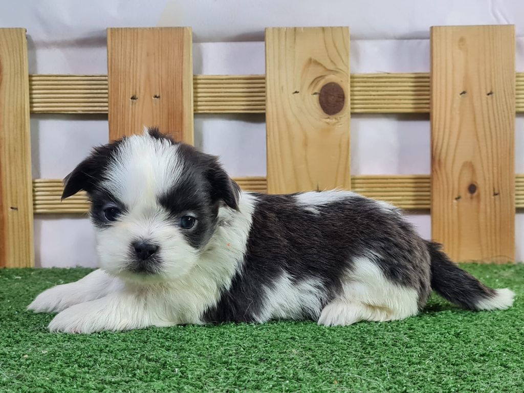 Sarl La Ferme Des Hallais - Chiot disponible  - Shih Tzu