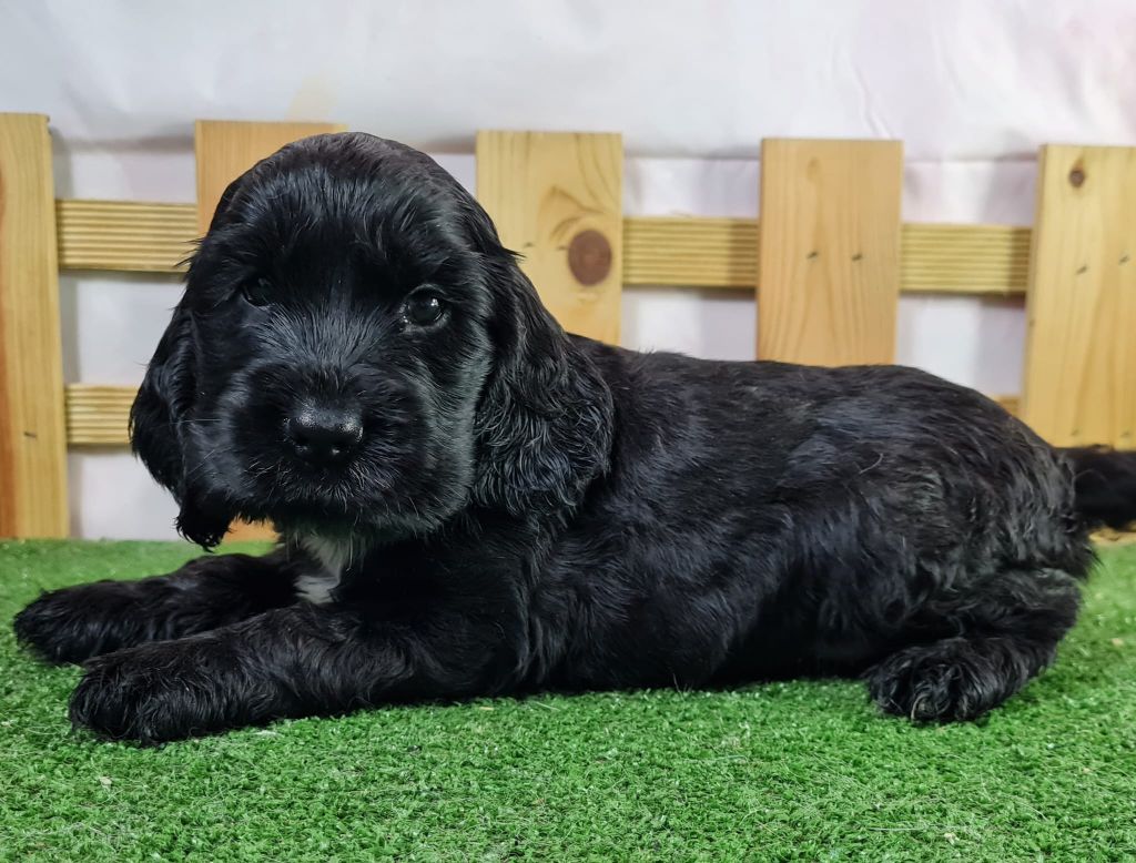 Sarl La Ferme Des Hallais - Chiot disponible  - Cocker Spaniel Anglais