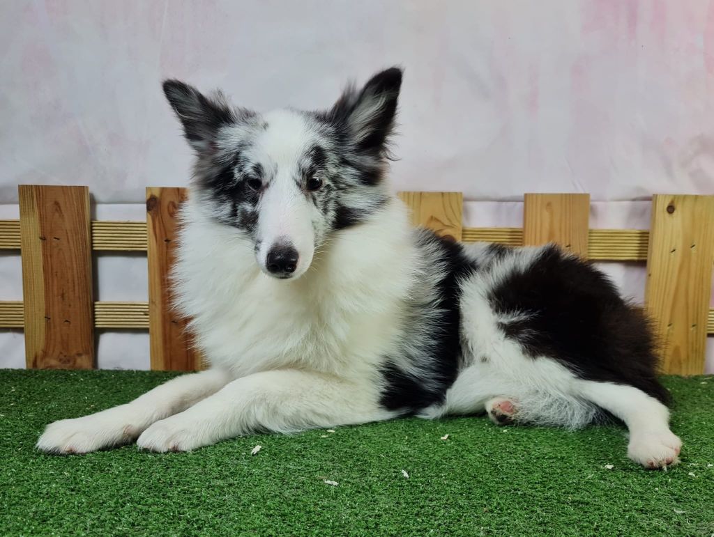 Sarl La Ferme Des Hallais - Chiot disponible  - Shetland Sheepdog