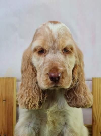 Sarl La Ferme Des Hallais - Chiot disponible  - Cocker Spaniel Anglais