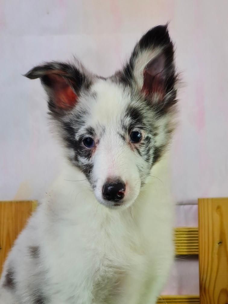 Sarl La Ferme Des Hallais - Chiot disponible  - Shetland Sheepdog