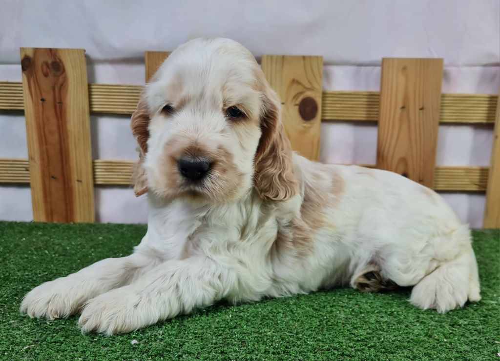 Sarl La Ferme Des Hallais - Chiot disponible  - Cocker Spaniel Anglais