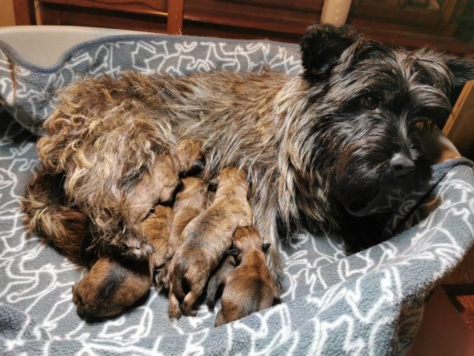 Sarl La Ferme Des Hallais - Cairn Terrier - Portée née le 29/07/2021