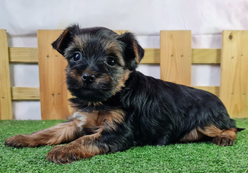 Sarl La Ferme Des Hallais - Chiot disponible  - Yorkshire Terrier