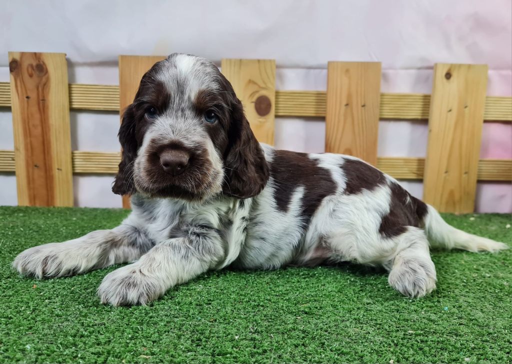 Sarl La Ferme Des Hallais - Chiot disponible  - Cocker Spaniel Anglais