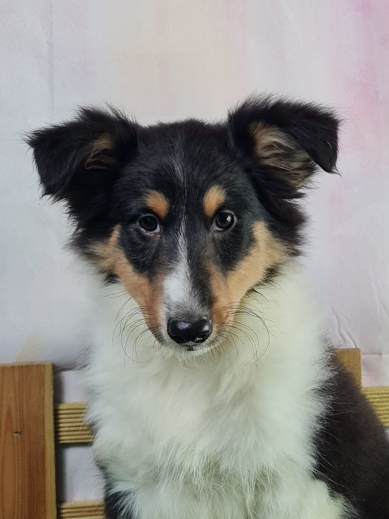 Sarl La Ferme Des Hallais - Chiot disponible  - Shetland Sheepdog