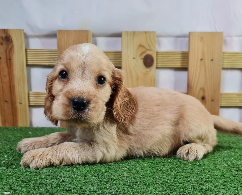 Sarl La Ferme Des Hallais - Chiot disponible  - Cocker Spaniel Anglais