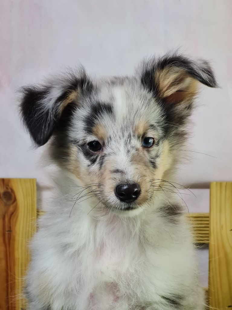 Sarl La Ferme Des Hallais - Chiot disponible  - Shetland Sheepdog